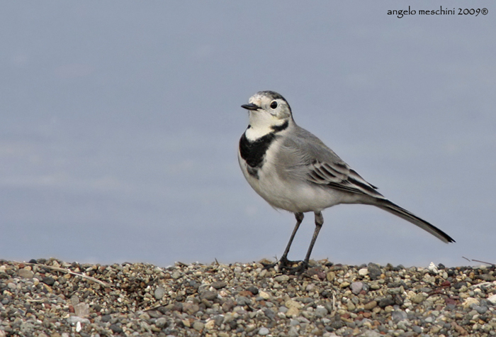 Ballerina bianca bolsenina